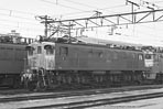 sugi-ef15116