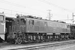 sugi-EF15126