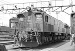 sugi-EF1595
