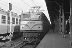 sugi-ef58109
