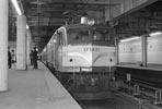 sugi-EF58121