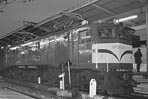 sugi-EF58135