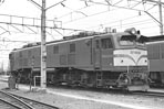 sugi-EF58136