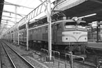 sugi-EF58137