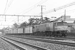 sugi-EF5813