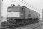 sugi-ef58140