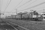 sugi-EF5815