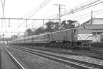 sugi-EF58150
