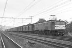 sugi-EF58156