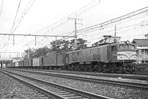 sugi-EF58156