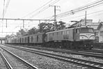 sugi-EF58158