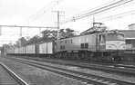 sugi-EF5815