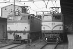 sugi-EF5815