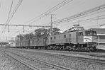 sugi-EF58159