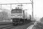sugi-EF58161