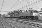 sugi-EF58166