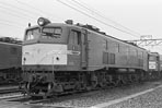 sugi-EF5817