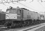 sugi-EF5819