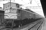 sugi-EF5819