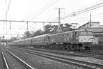 sugi-EF5823