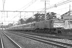 sugi-EF5823