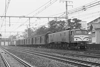 sugi-EF584