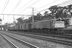 sugi-ef5847
