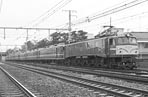 sugi-ef5855