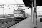 sugi-ef5855