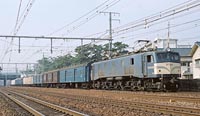 sugi-EF585