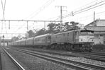sugi-EF5862