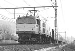 sugi-EF5875