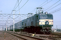 sugi-ef58109