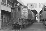 sugi-ef1317